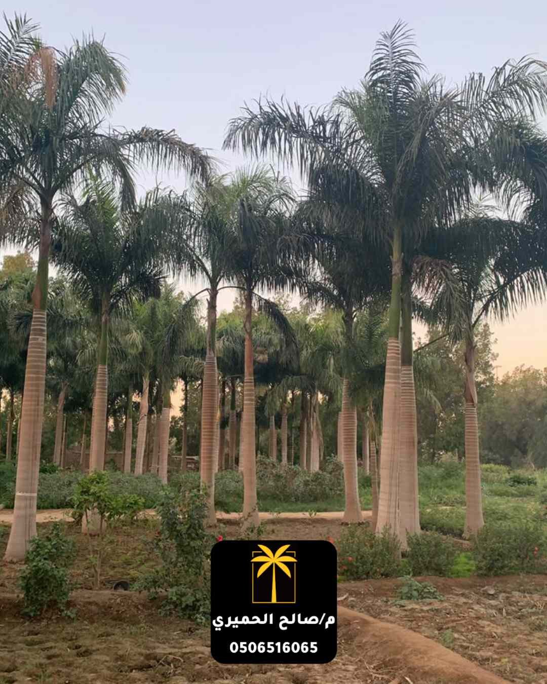 نخيل مثمر